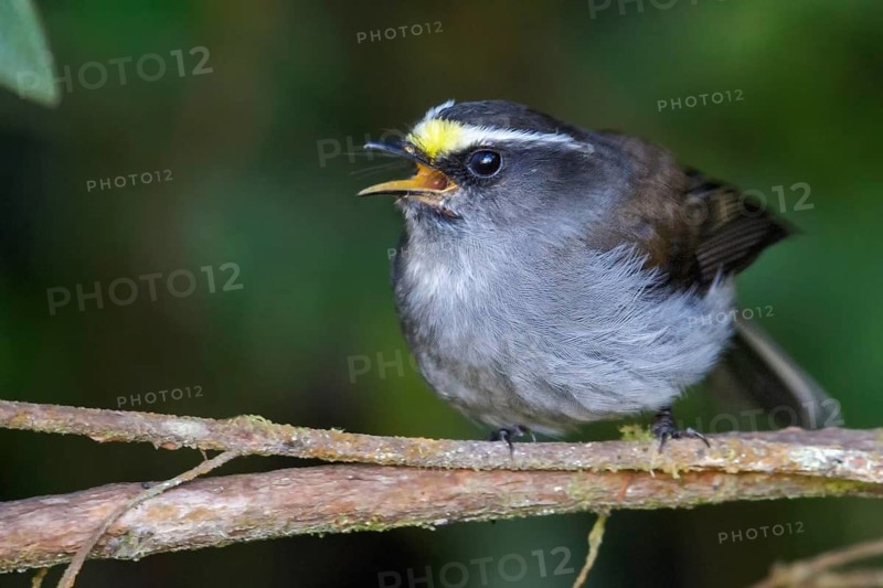 Crowned Chat-Tyrant (Ochthoeca frontalis) perched on a branch in the Andes Mountains of Colombia