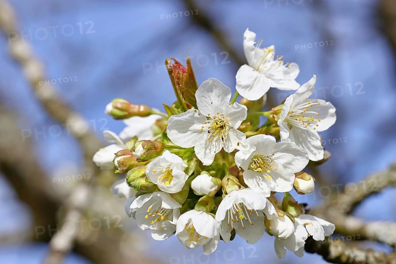 Blossoming cherry (Prunus avium), cherry blossoms on a branch, spring, Wilnsdorf, North Rhine-Westphalia, Germany