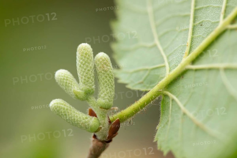 Hazel tree (Corylus avellana) catkins on a branch, Suffolk, England, United Kingdom