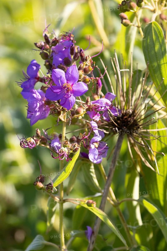 Dissotis princeps, bluehead, flower, Kirstenbosch Botanic Garden, Cape Town, South Africa