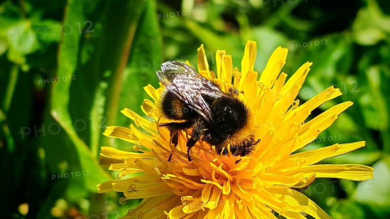 A bee (avis) collects pollen from a yellow dandelion flower (taraxacum), Rennsteig, Franconian Forest nature park Park, Upper Franconia