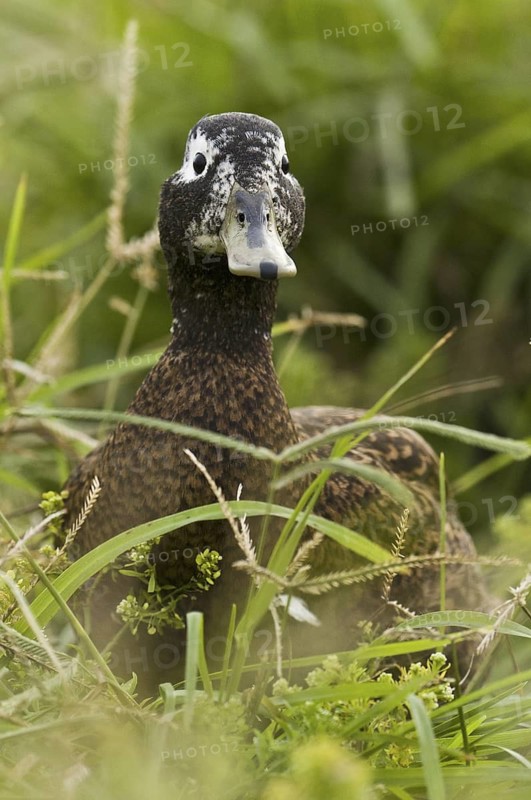 Laysan Duck (Anas laysanensis), Hawaii, USA