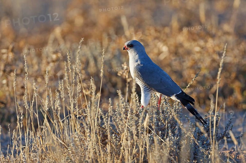 Gabar Goshawk (Micronisus gabar), Northern Cape, South Africa