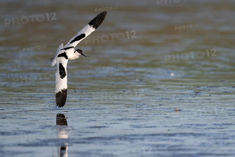 Avocet (Recurvirostra avosetta), Texel, Netherlands