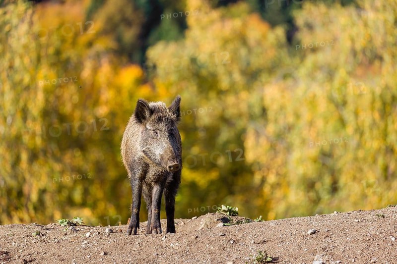 A wild boar or wild pig (Sus scrofa), runs across a clearing in hilly terrain in search of food. In the background you can see a forest in the fall foliage