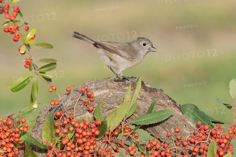 Oak Titmouse (Baeolophus inornatus), California, USA
