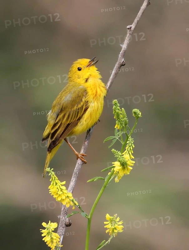 Yellow Warbler, Setophaga petechia, sings from a wild flower in Saskatoon, Saskatchewan