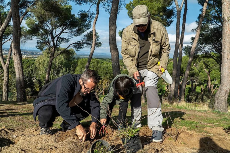 A father, son, and grandfather participate in replanting activities in an urban park or forest. This multigenerational effort supports eco-sustainability and fosters community ties