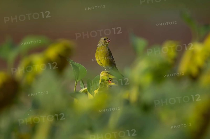 European greenfinch (Chloris chloris) adult male garden bird on a sunflower seedhead in autumn, England, United Kingdom