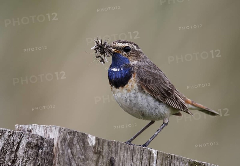 Bluethroat (Luscinia svecica cyanecula) male, Schleswig-Holstein, Germany