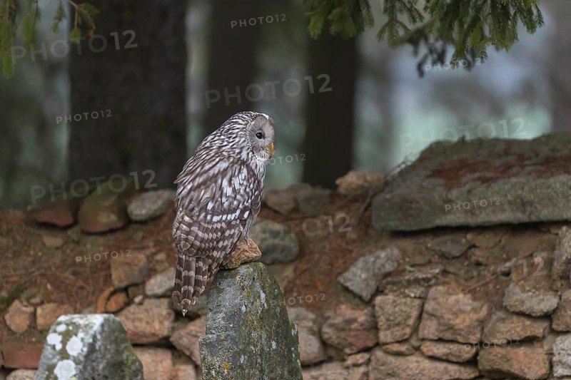 One Ural owl (Strix uralensis) sitting on a old jewish gravestone with a natural stone masonry and some trees in the background