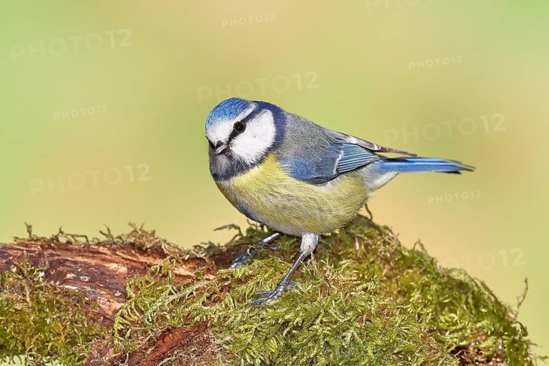 Blue tit (Parus caeruleus), sitting on moss-covered dead wood, Wilnsdorf, North Rhine-Westphalia, Germany