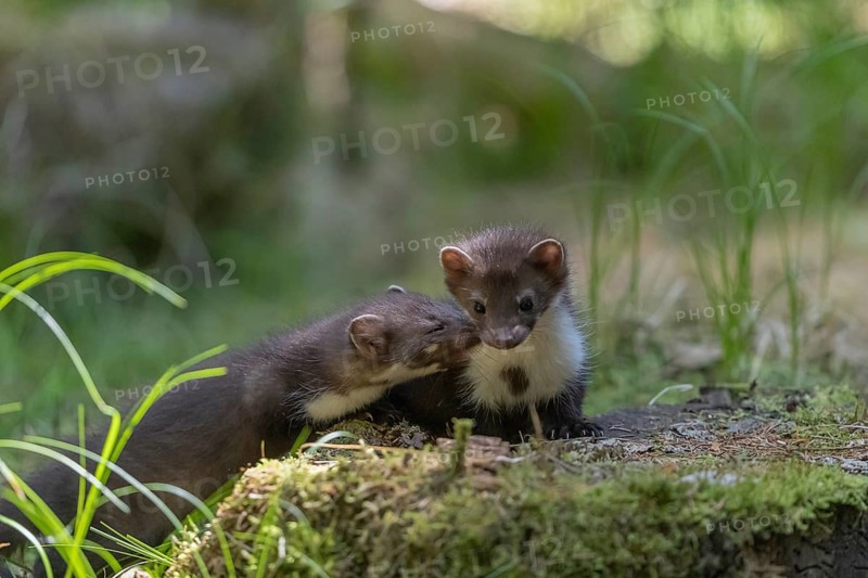 Two beech marten (Martes foina), playing on the forest floor between green vegetation