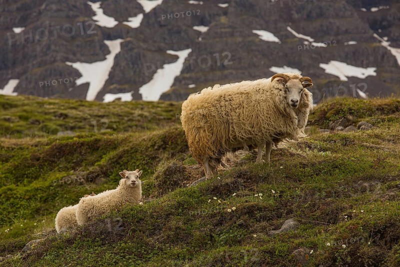 Grazing sheep in fresh green grass, Seydisfjordur, E Iceland
