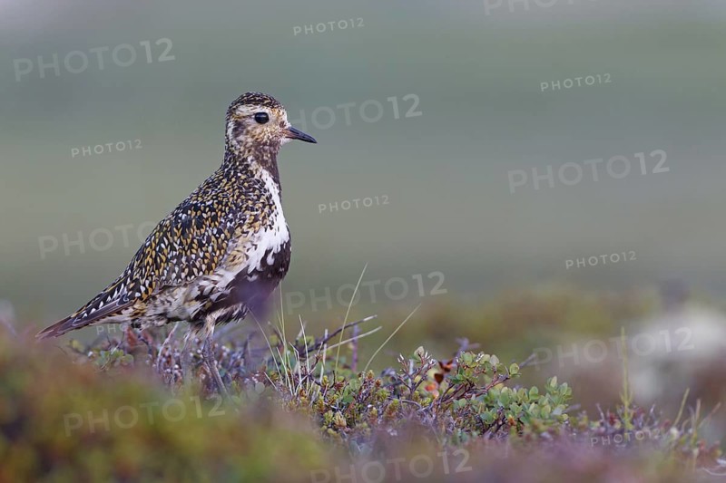 European Golden Plover (Pluvialis apricaria), Iceland