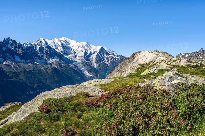 Mountain landscape with alpine roses, mountain panorama of the Mont Blanc massif with glaciated summit of Mont Blanc, Aiguilles Rouges, Chamonix-Mont-Blanc, Haute-Savoie, France