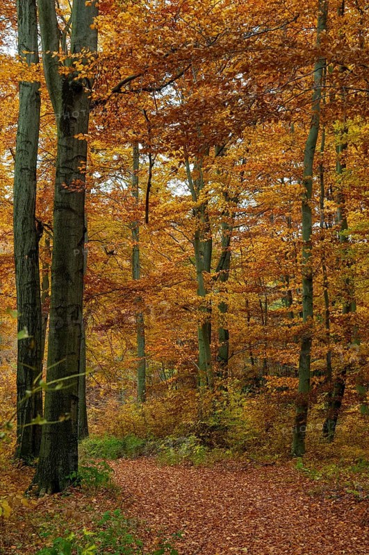 Atmosphere, autumn, tree, beech forest, trees, autumn, high size, portrait, landscape, deciduous forest, mood, tree, forest, wood