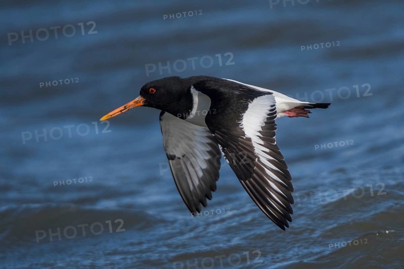 Eurasian Oystercatcher (Haematopus ostralegus) flying, Schleswig-Holstein, Germany