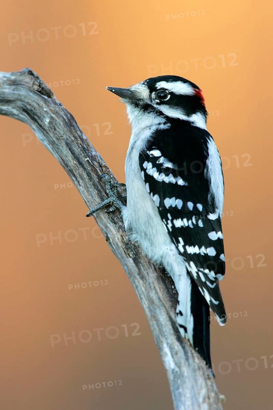 Animals, birds, bird, woodpecker, Downy Woodpecker, (Picoides pubescens), Michigan, USA, Michigan, USA