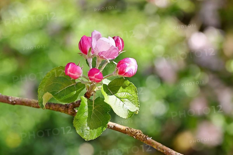 Apple blossoms (Malus), red, still unopened blossoms, bokeh in the background, close-up, spring, Wilnsdorf, North Rhine-Westphalia, Germany