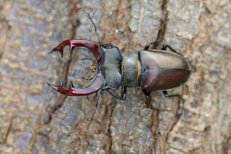 Stag beetle, (Lucanus cervus), insects, animals Neuhofen, garden, Rhineland-Palatinate, Germany