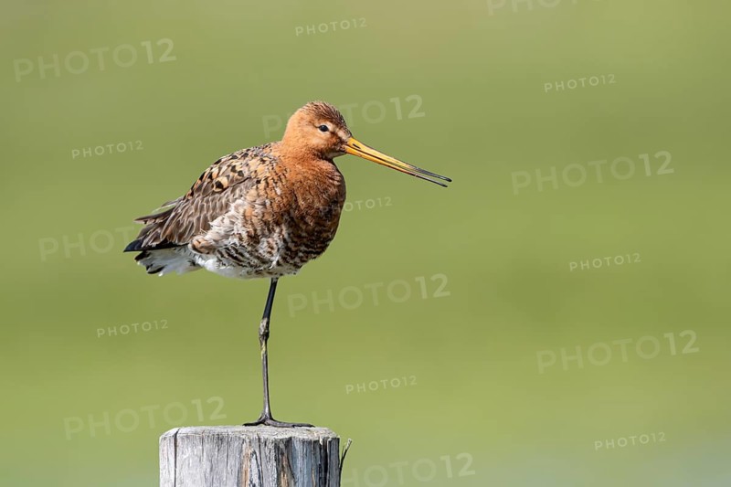 Black-tailed godwit (Limosa limosa), Ochsenmoor, Dümmer, Lemförde, Lower Saxony, Germany