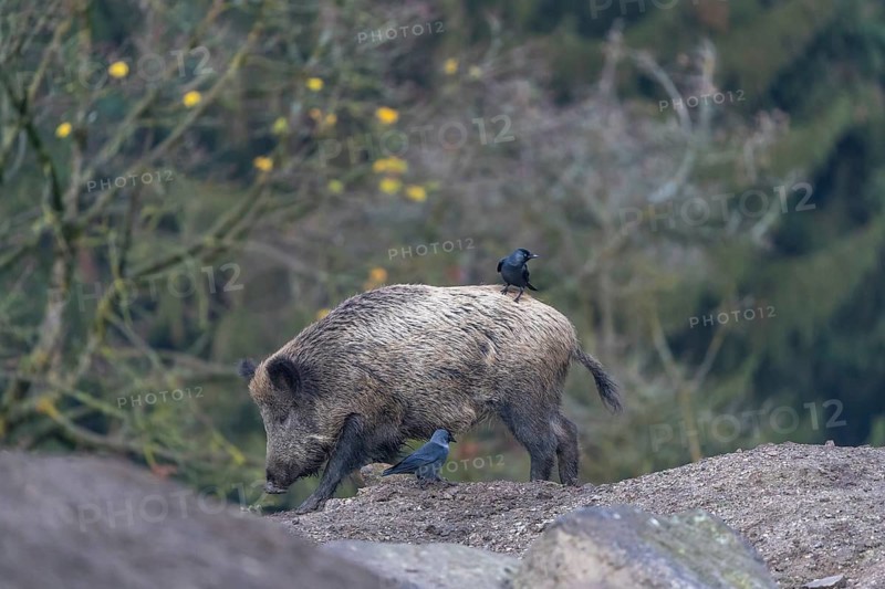 One wild boar or wild pig (Sus scrofa), walking over a muddy opening searching for food, with an autumnal colored forest in the background