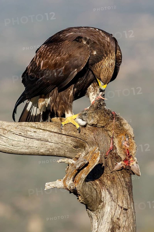 Golden Eagle (Aquila chrysaetos) immature, first winter plumage eating a rabbit, Castile and Leon, Spain