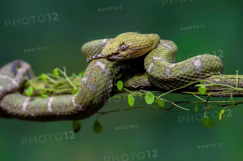 Griffin-tailed lance adder (Bothriechis schlegelii), green variety, sitting on a branch, Heredia province, Costa Rica