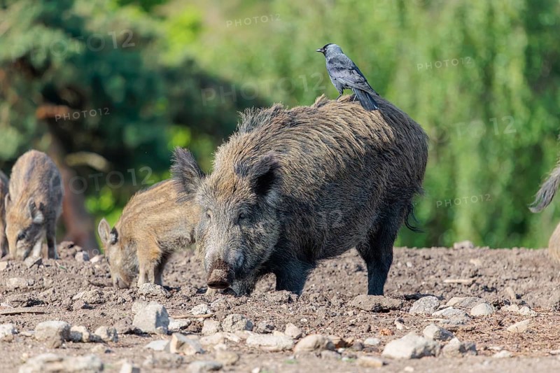 A western jackdaw (Coloeus monedula) sits on the back of a female wild boar (Sus scrofa) on a sunny day. Bavaria, Germany