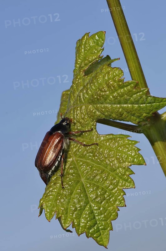 Animals, insects, May beetles, beetles, Melolantha melolantha