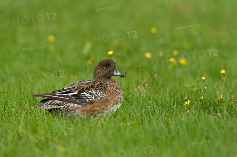 Eurasian Wigeon (Mareca penelope) female, Texel, Netherlands