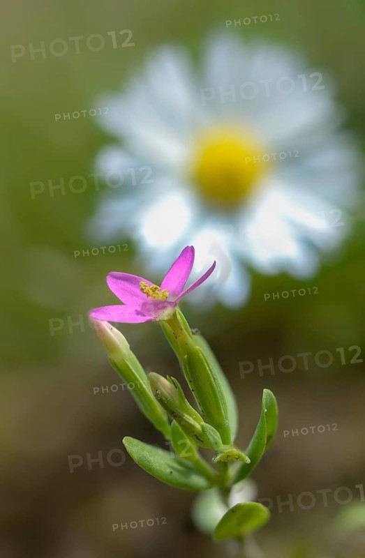 Centaurium pulchellum, gentian growths, gentianaceae, small millionaury, dainty millennial herb, flora, high size, portrait format, lesser centaury, plants, plants