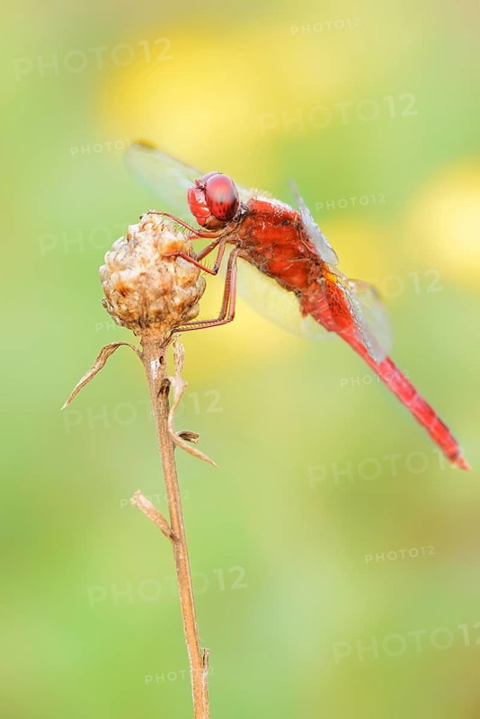 Scarlet Dragonfly (Crocothemis erythraea), male, North Rhine-Westphalia, Germany