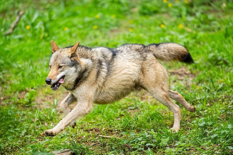 European gray wolf (Canis lupus lupus) on a meadow, Germany
