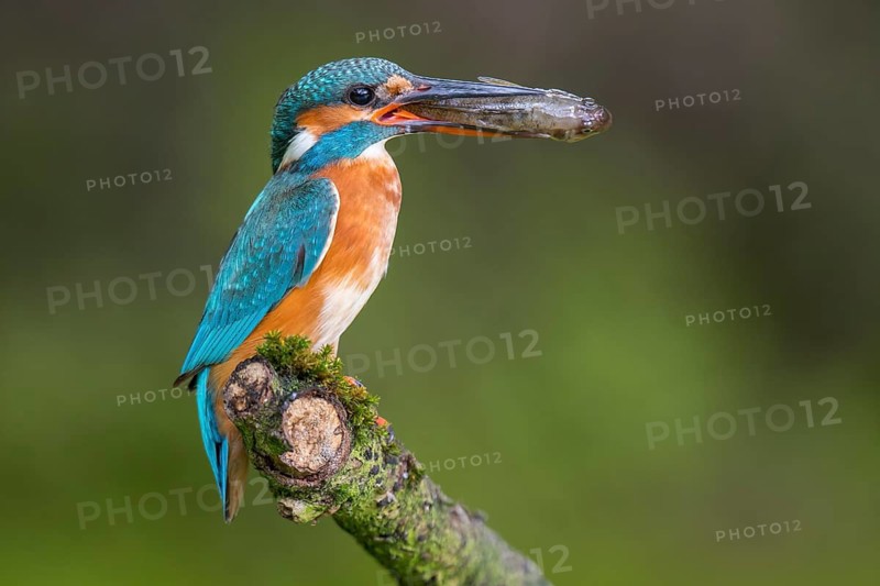 A kingfisher (Alcedo atthis) on its perch with a fish it has caught, Naarden, North Holland, the Netherlands