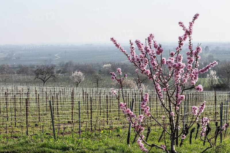 Almond blossom (Prunus dulcis), Rhineland-Palatinate, Germany