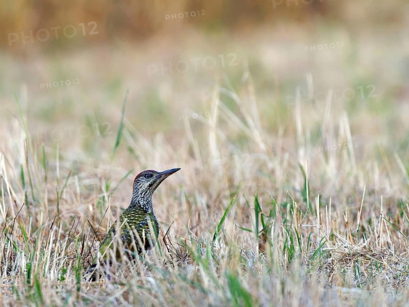Green Woodpecker (Picus viridis), young bird on a mown meadow, Solms, Hesse, Germany