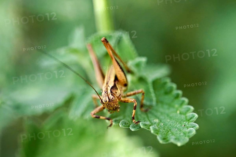 Dark bush-cricket (Pholidoptera griseoaptera), Meienberg, Canton of Aargau, Switzerland