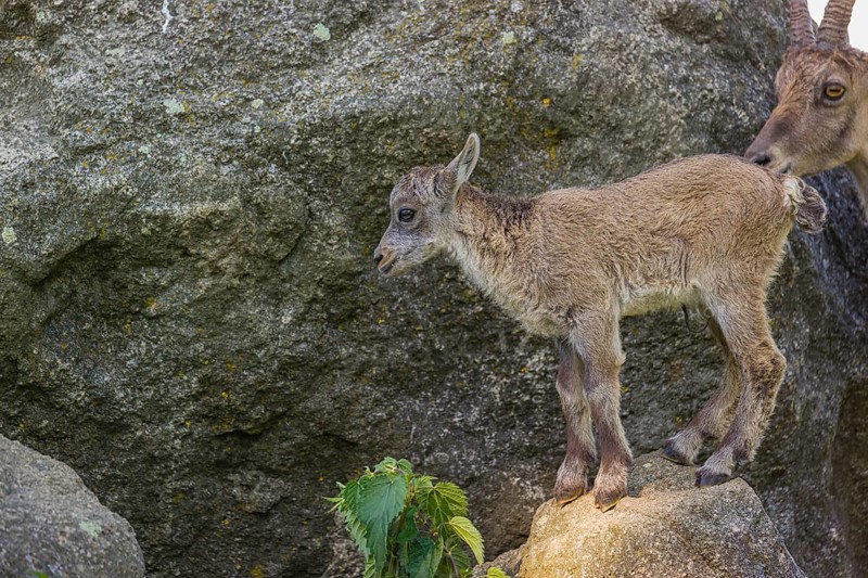 One baby ibex (Capra ibex) stands on a rock