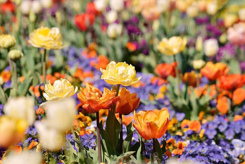A flowerbed with blooming tulips (Tulipa) and pansies (Viola), Baden-Württemberg, Germany