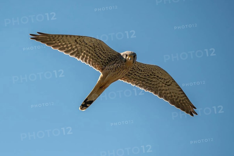 Falco tinnunculus, Common Kestrel, kestrel, birds, falconiformes, falcons, flying, flight, birds of prey, raptors, birds