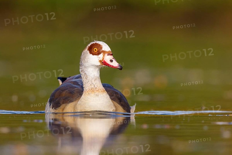 Egyptian Goose (Alopochen aegyptiaca), North Rhine-Westphalia, Germany