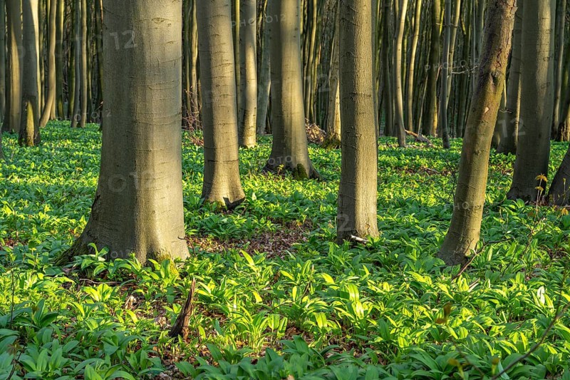 An idyllic deciduous forest in spring, the forest floor covered in green wild garlic (Allium ursinum), Saubrink-Oberberg Nature Reserve, Ith, Coppenbrügge, Weserbergland, Lower Saxony, Germany