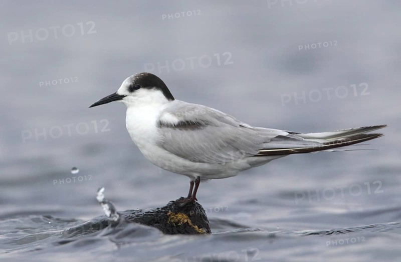 Common Tern-longipennis (Sterna hirundo longipennis), Victoria, Australia