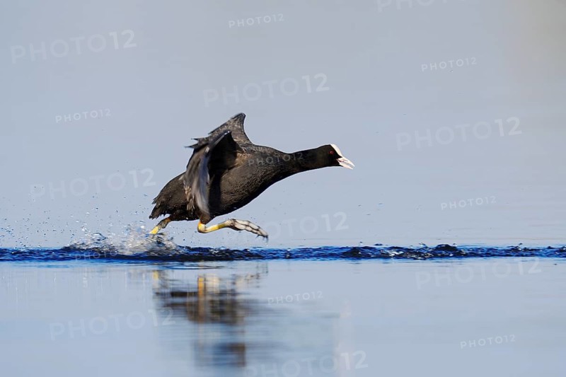 A coot (Fulica atra) walking across the water, North Rhine-Westphalia, Germany