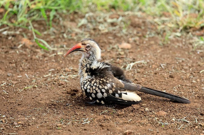 Mopanetoko (Tockus rufirostris), Southern Red-billed Hornbill, adult, on the ground, sand bath, preening, alert, Kruger National Park, South Africa