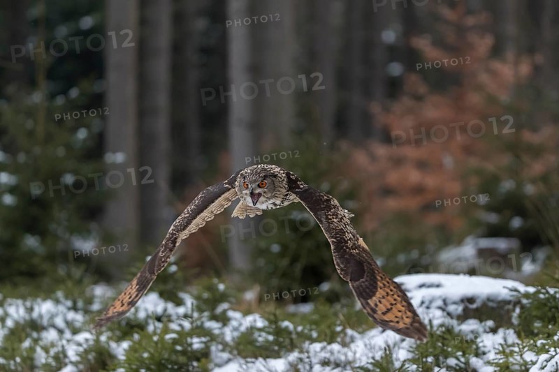 One Eurasian Eagle Owl, Bubo bubo, flying thru a forest with snow on the ground