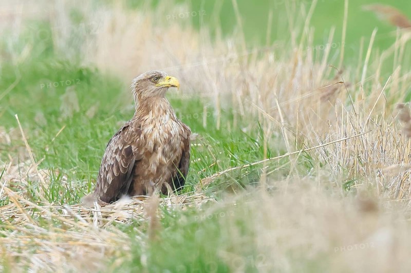 White-tailed eagle (Haliaeetus albicilla) Alltvogel, adult white-tailed eagle, sitting in a meadow, wildlife, nature photography, eagle, bird of prey, Baltic Sea, Baltic Sea island Fehmarn, East Holstein, Schleswig-Holstein, Germany