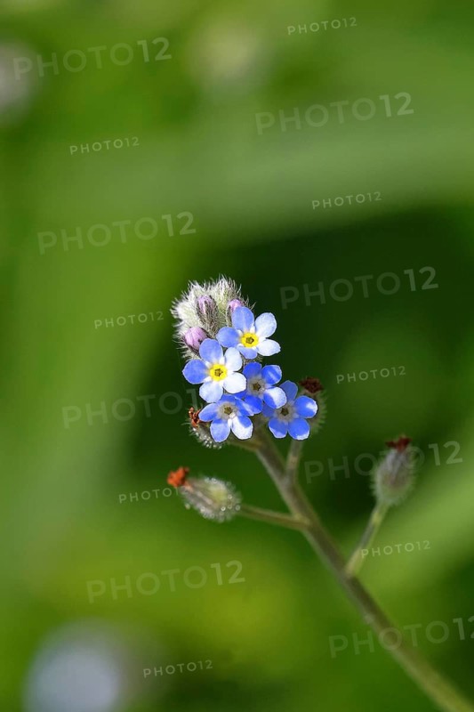 Field forget-me-not (Myosotis arvensis), tiny little flowers, in a wild field, Wilnsdorf, North Rhine-Westphalia, Germany